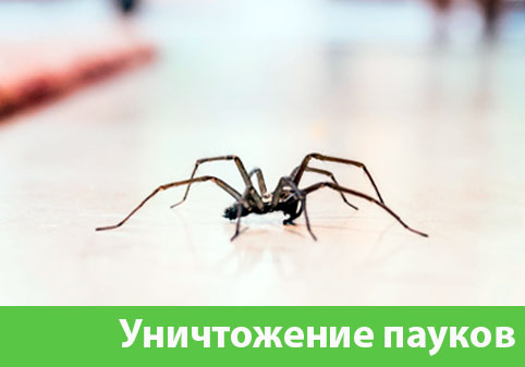 Избавиться от пауков в городе Копейск