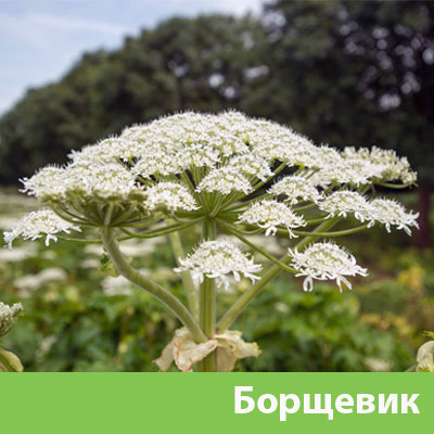 Борщевик в Копейске