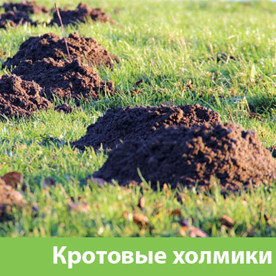 Кроты на участке в Копейске