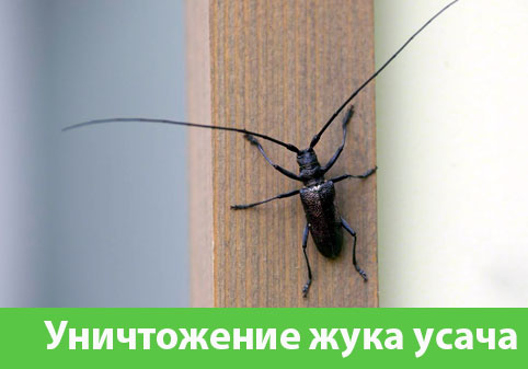Обработка от жука усача в городе Копейск