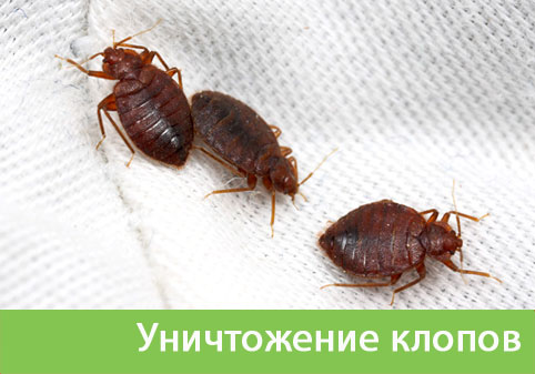 Уничтожение клопов в городе Копейск