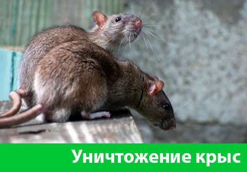 Уничтожение крыс в городе Копейск