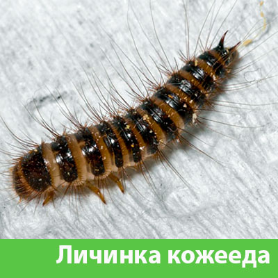 Личинка Кожееда в Копейске