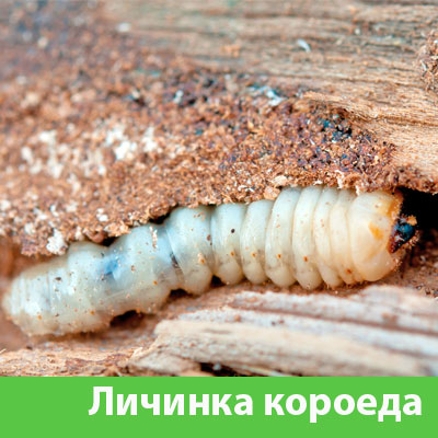 Уничтожение личинок короеда в Копейске