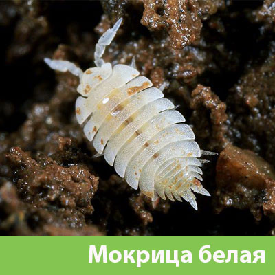 Мокрица в Копейске фото