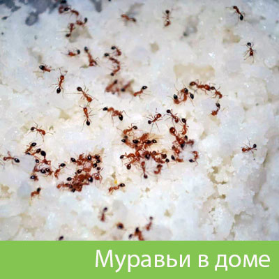 Муравьи в доме в Копейске