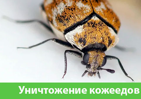 Обработка от кожееда в городе Копейск 