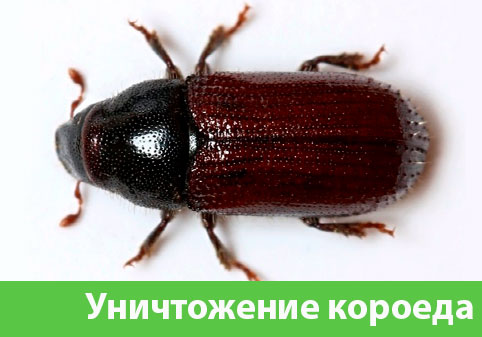 Обработка от древоточца в городе Копейск