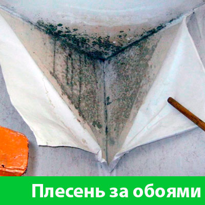 Удаление плесени в Копейске