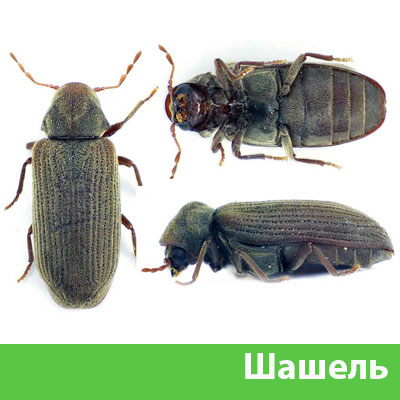 Обработка от шашеля в городе Копейск