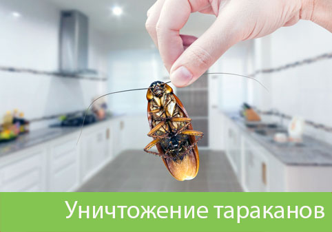 Уничтожение тараканов в городе Копейск