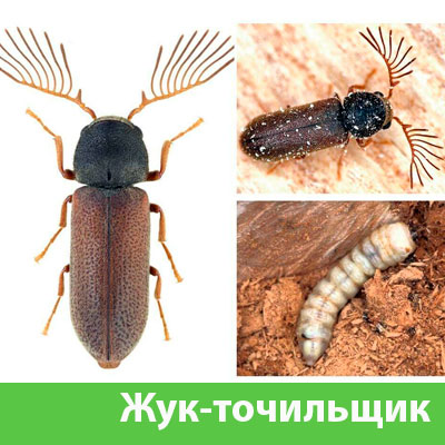 Уничтожение точильщика и личинок в Копейске