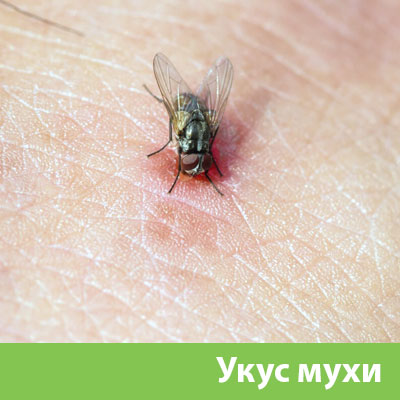 Уничтожение мух в Копейске