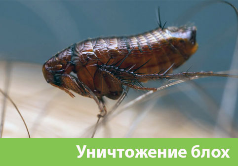 Уничтожение блох в городе Копейск