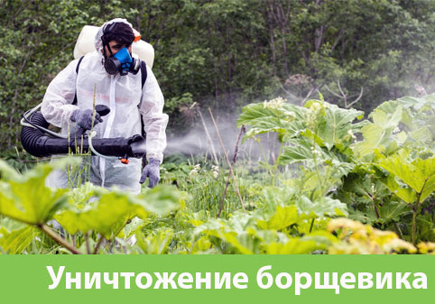 Уничтожение Борщевика в городе Копейск