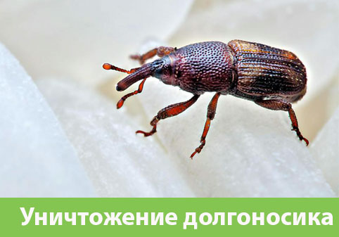 Уничтожение долгоносиков в городе Копейск