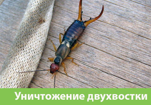 Уничтожение двухвостки в городе Копейск