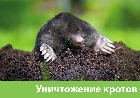 Уничтожение кротов в городе Копейск