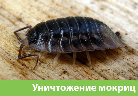 Мокрицы в квартире в городе Копейск