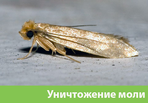 Уничтожение моли в городе Копейск 
