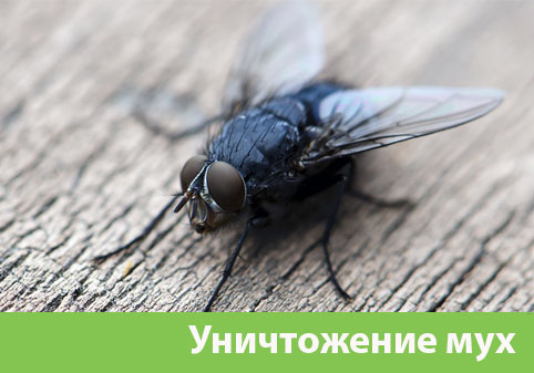 Уничтожение мух в городе Копейск