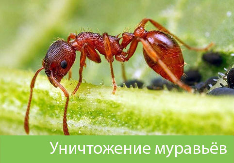 Уничтожение муравьёв в городе Копейск