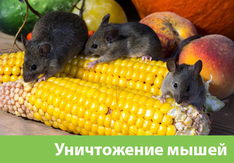 Уничтожение мышей в Копейске