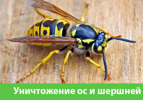 Уничтожение ос и шершней в городе Копейск