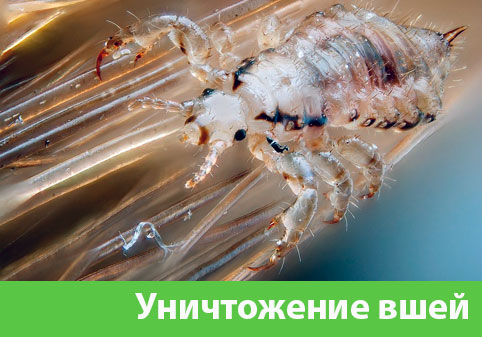 Уничтожение вшей в городе Копейск